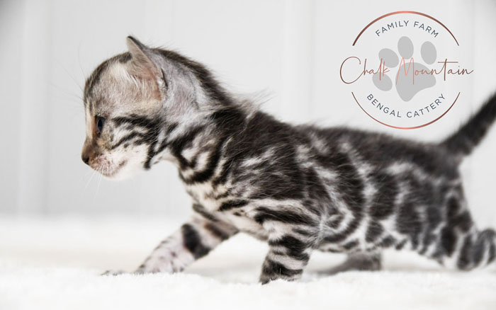 Bengal Kitten For Sale